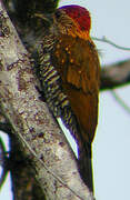 Golden-collared Woodpecker