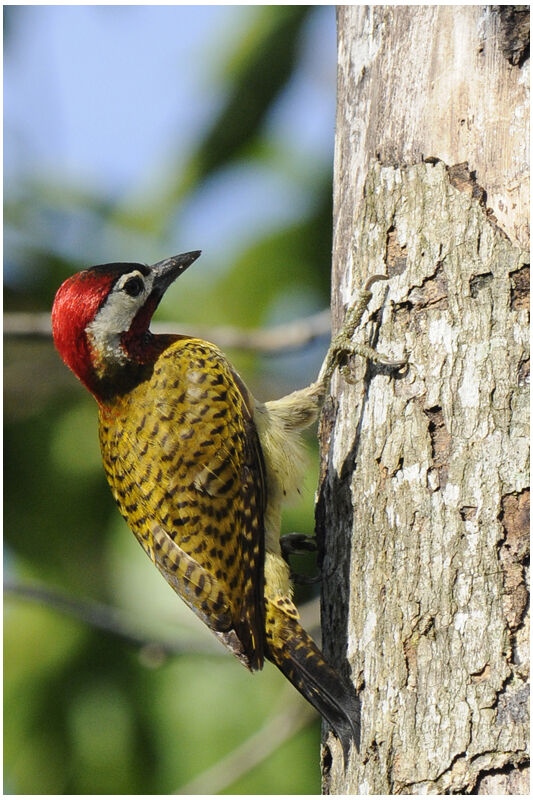 Spot-breasted Woodpecker male adult