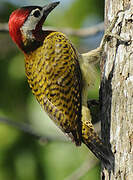 Spot-breasted Woodpecker