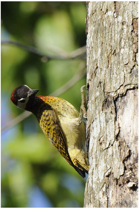 Spot-breasted Woodpecker male adult