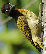 Spot-breasted Woodpecker