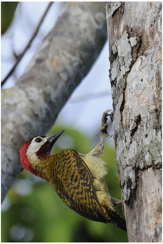 Spot-breasted Woodpecker male adult