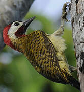 Spot-breasted Woodpecker