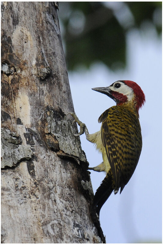 Spot-breasted Woodpecker male adult