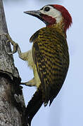 Spot-breasted Woodpecker