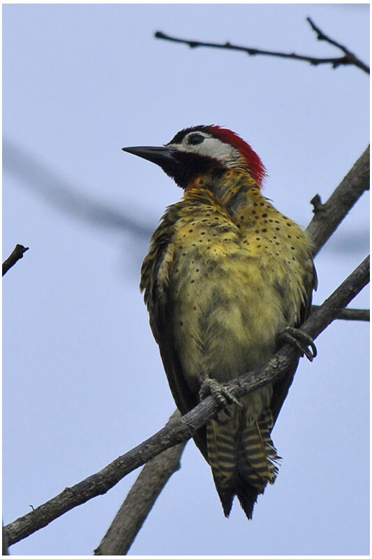 Spot-breasted Woodpeckeradult