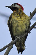 Spot-breasted Woodpecker