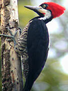 Crimson-crested Woodpecker