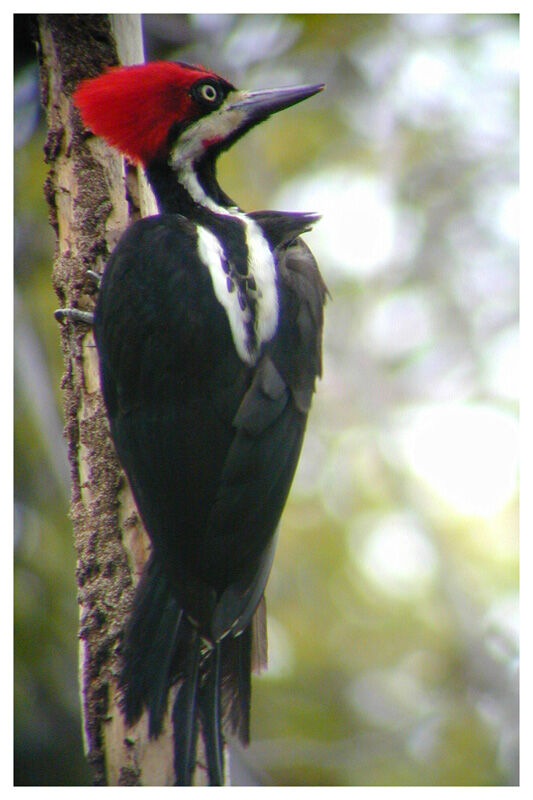 Crimson-crested Woodpecker female adult