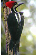 Crimson-crested Woodpecker