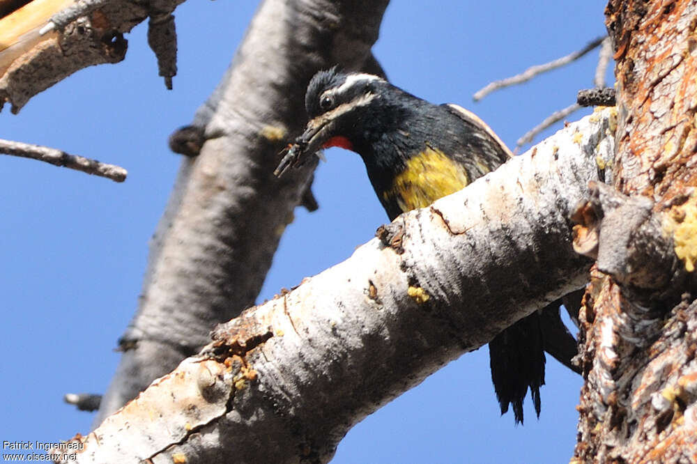 Williamson's Sapsucker male adult, feeding habits