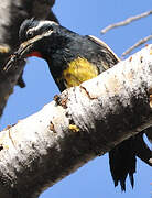 Williamson's Sapsucker