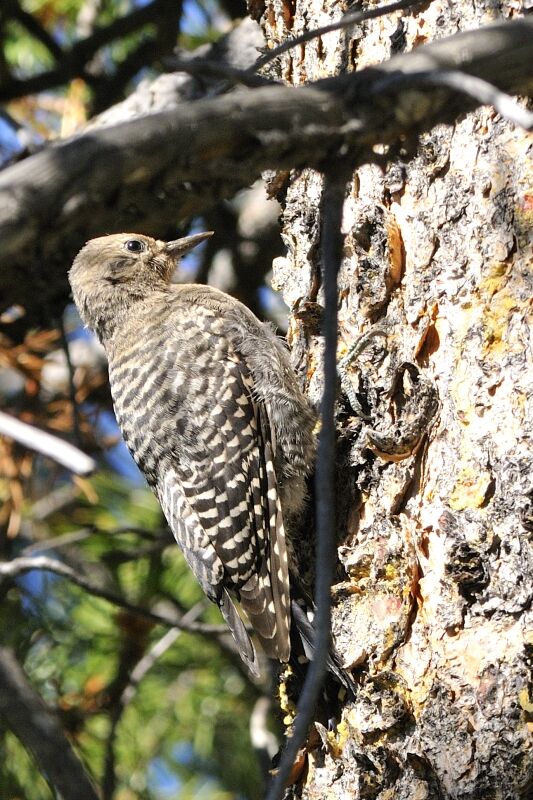 Williamson's Sapsucker female adult