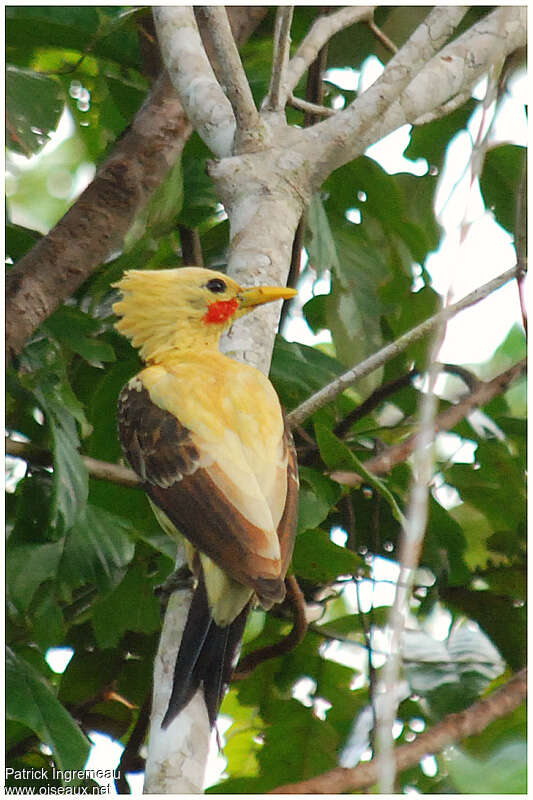 Cream-colored Woodpecker male adult, pigmentation, Behaviour