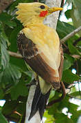 Cream-colored Woodpecker