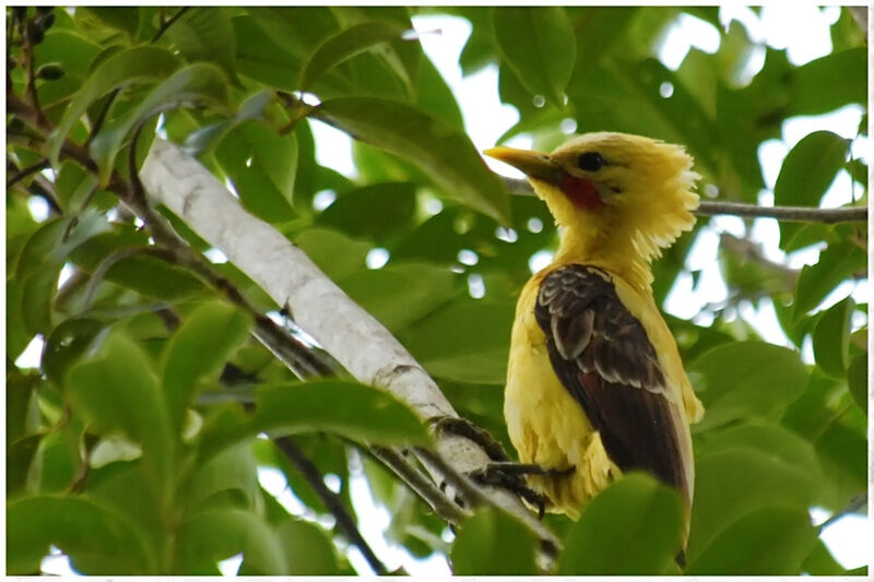 Cream-colored Woodpecker male adult