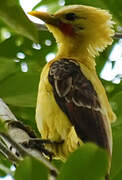 Cream-colored Woodpecker