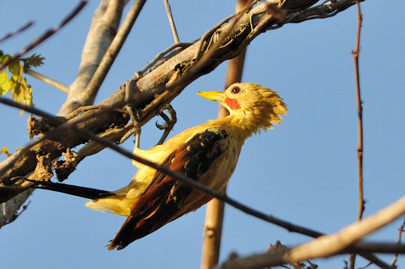 Cream-colored Woodpeckeradult