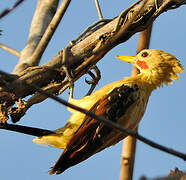 Cream-colored Woodpecker