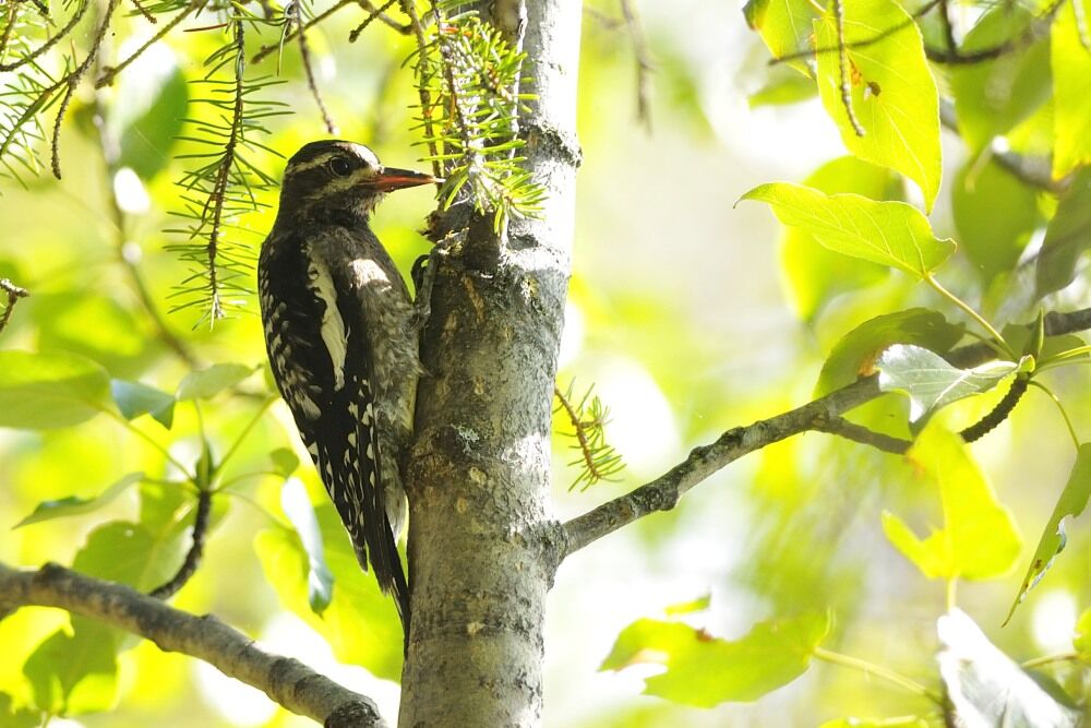 Yellow-bellied Sapsuckerimmature