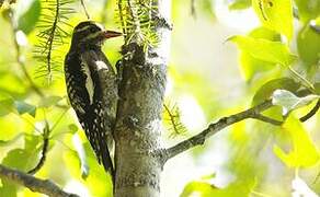 Yellow-bellied Sapsucker