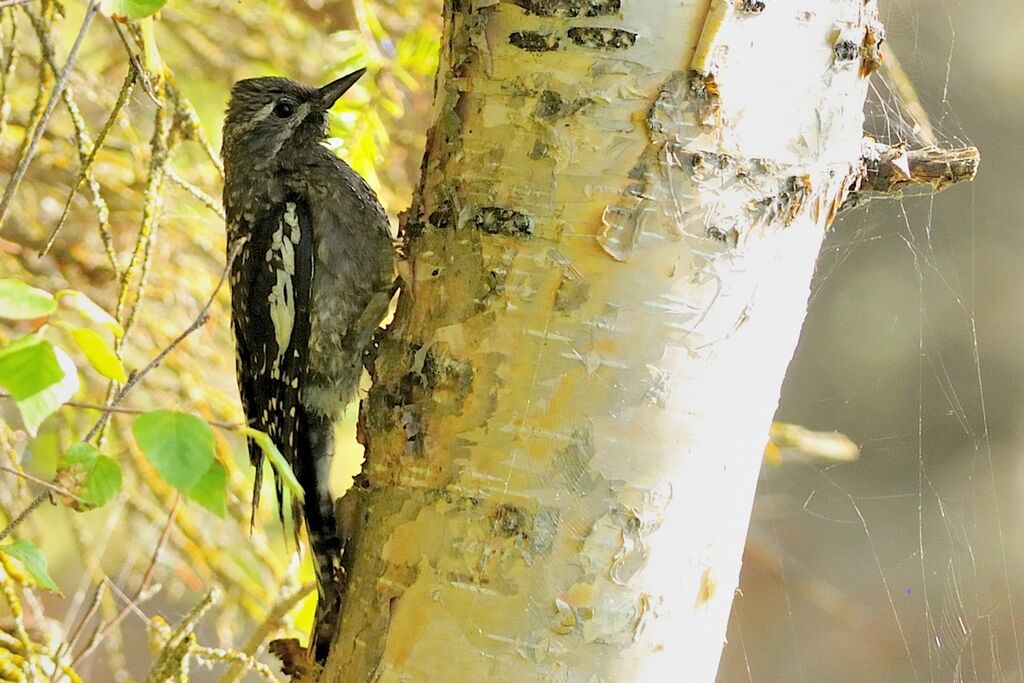 Yellow-bellied Sapsuckerimmature