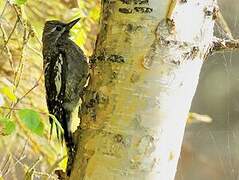 Yellow-bellied Sapsucker