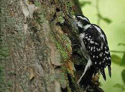 Downy Woodpecker