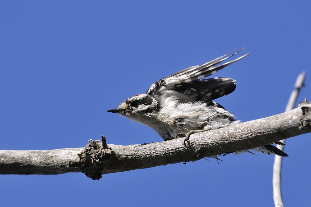 Downy Woodpecker male juvenile