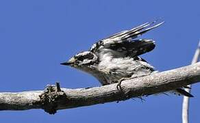 Downy Woodpecker