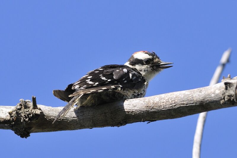 Downy Woodpecker male juvenile