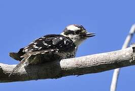 Downy Woodpecker