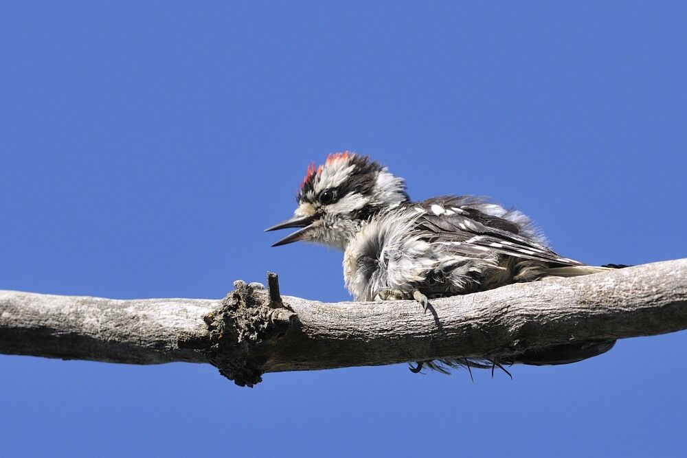 Downy Woodpecker male juvenile