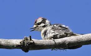 Downy Woodpecker