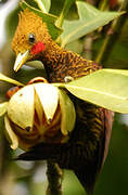 Waved Woodpecker