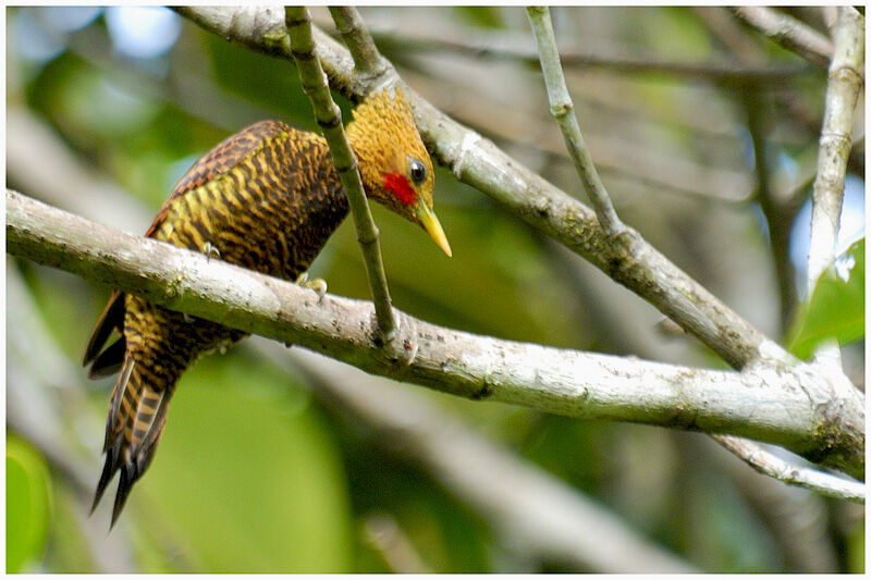 Waved Woodpecker male adult