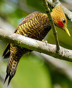 Waved Woodpecker