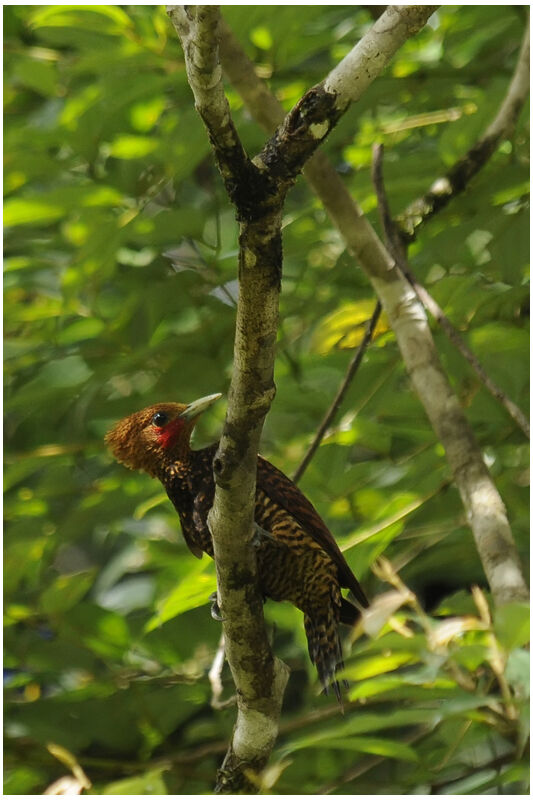 Waved Woodpecker male adult