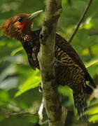 Waved Woodpecker