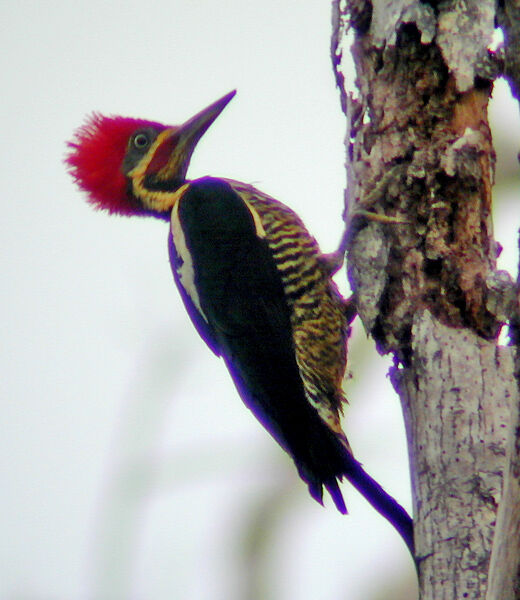 Lineated Woodpecker