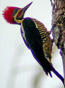 Lineated Woodpecker