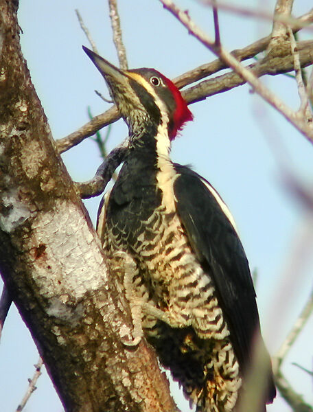 Lineated Woodpecker