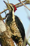 Lineated Woodpecker