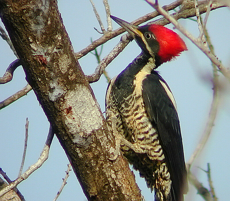 Lineated Woodpecker