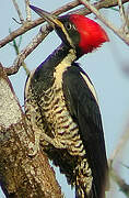 Lineated Woodpecker