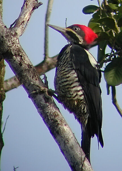 Lineated Woodpecker