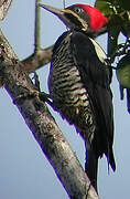 Lineated Woodpecker