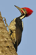 Lineated Woodpecker