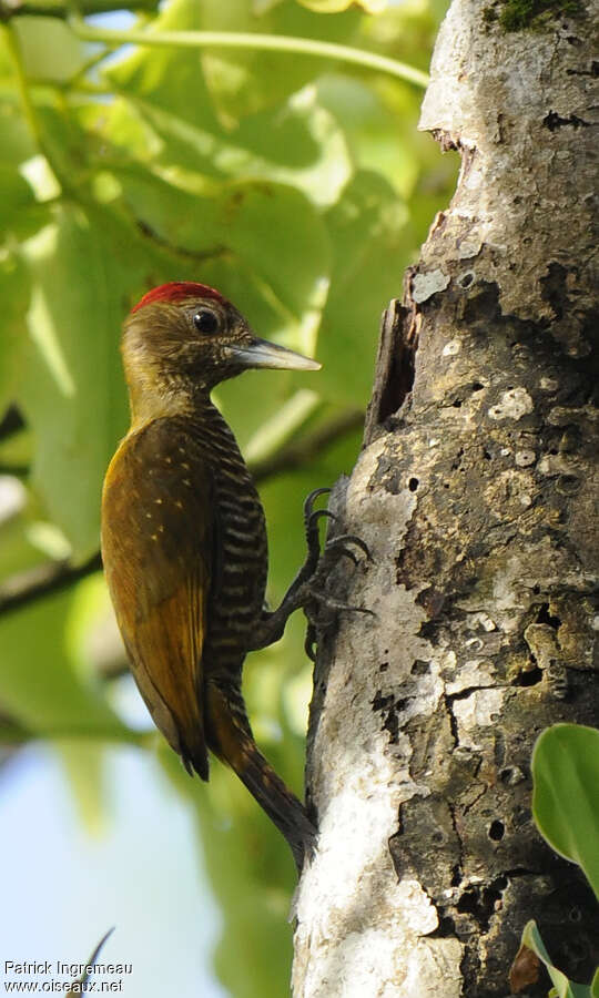 Pic passerin mâle adulte, identification