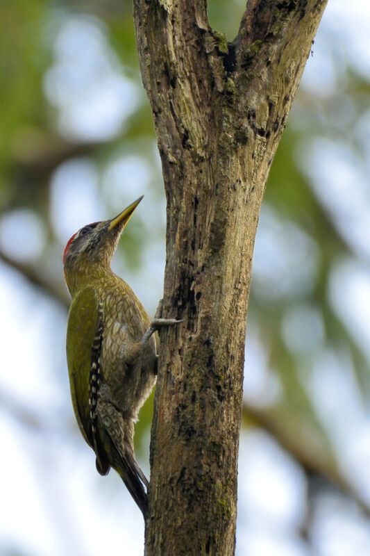 Streak-throated Woodpecker male adult